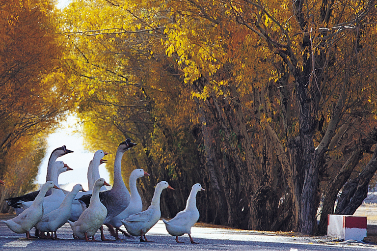 Become a YouTube star — a group of geese following each other